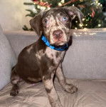 Un Labahoula au pelage bicolore, assis sur un canapé et portant un collier autour du cou 