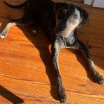 Un Labahoula au pelage bicolore, allongé sur un plancher et regardant vers la caméra 