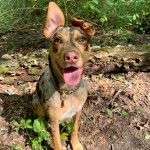 Un Labahoula au pelage tricolore, assis, portant un collier autour du cou et ayant la langue pendante