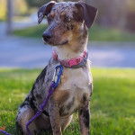 Un Labahoula au pelage tricolore, assis sur une surface herbacée et qui est tenu en laisse 