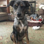 Un Labahoula au pelage tricolore, assis sur un tapis et portant un collier autour du cou 