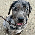 Un Labahoula au pelage tricolore, assis sur une surface bétonnée et qui est tenu en laisse 