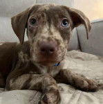 Un Labahoula au pelage bicolore, allongé sur un canapé et portant un collier autour du cou