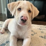 Un Labahoula au pelage bicolore, allongé sur un tapis