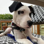 Un Labahoula au pelage bicolore, allongé sur un lit et qui est tenu en laisse