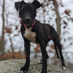 Un Labahoula au pelage bicolore, debout sur ses quatre pattes sur un rocher et portant un collier autour du cou 