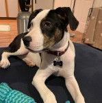 Un Labahoula au pelage tricolore, allongé sur un lit et portant un collier autour du cou 