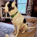 Un Labahoula au pelage bicolore, assis sur un canapé et portant un collier autour du cou