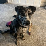 Un Labahoula au pelage tricolore, assis sur un tapis et portant un collier autour du cou 