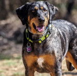Un Labahoula au pelage tricolore, debout sur ses quatre pattes, portant un collier autour du cou et ayant la gueule ouverte