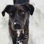 Un Labahoula au pelage bicolore, debout sur ses quatre pattes dans la neige et portant un collier autour du cou 