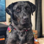 Un Labahoula au pelage bicolore, portant un collier autour du cou et regardant vers la caméra 