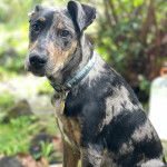 Un Labahoula au pelage tricolore, portant un collier autour du cou et regardant vers la caméra