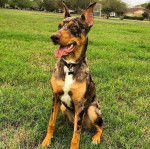 Un Labahoula au pelage tricolore, assis sur une surface herbacée, portant un collier autour du cou et tirant la langue 