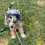 Un Labahoula au pelage tricolore, debout sur ses quatre pattes sur un terrain herbeux et ayant un bâton dans la gueule 