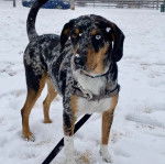 Un Labahoula au pelage tricolore, debout sur ses quatre pattes dans la neige et qui est tenu en laisse
