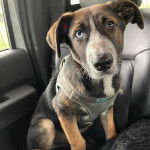 Un Labahoula au pelage tricolore, assis sur le siège d'une voiture et portant un harnais