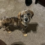 Un Labahoula au pelage bicolore, debout sur ses quatre pattes sur un tapis et regardant vers la caméra 