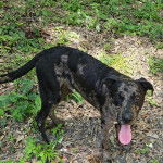 Un Labahoula au pelage bicolore, debout sur ses quatre pattes et ayant la langue pendante 