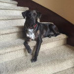 Un Labahoula au pelage bicolore, allongé sur l'une des marches d'un escalier et portant une chaîne autour du cou