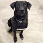 Un Labahoula au pelage bicolore, assis sur une surface bétonnée et portant un collier autour du cou 