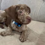 Un Labahoula au pelage bicolore, allongé sur un canapé et portant un collier autour du cou 