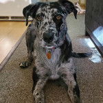 Un Labahoula au pelage tricolore, allongé sur un tapis et portant un collier autour du cou