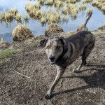 Un Labahoula au pelage bicolore, debout sur ses quatre pattes près d'un lac et regardant vers la caméra