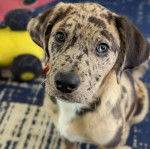 Un Labahoula au pelage tricolore, assis sur un tapis et regardant vers la caméra