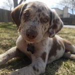 Un Labahoula au pelage bicolore, allongé sur une surface herbacée et regardant vers la caméra et portant un collier autour du cou