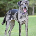Un Labahoula au pelage bicolore, debout sur ses quatre pattes, portant un collier autour du cou et ayant la langue pendante