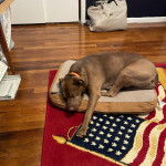 Un Labahoula au pelage bicolore, allongé dans son couchage et portant un collier autour du cou 