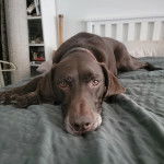 Un Labahoula au pelage bicolore, allongé sur un lit et portant un collier autour du cou 