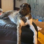 Un Labahoula au pelage tricolore, allongé sur un canapé et portant un collier autour du cou 