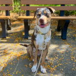 Un Labahoula au pelage tricolore, assis sur une surface bétonnée, tirant la langue et qui est tenu en laisse 