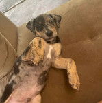 Un Labahoula au pelage tricolore, allongé sur un canapé et regardant vers la caméra 