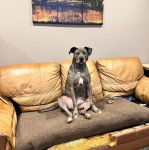 Un Labahoula au pelage bicolore, assis sur un canapé et regardant vers la caméra 