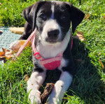 Un Labahoula au pelage bicolore, allongé sur une surface herbacée et portant un harnais 