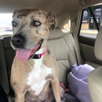 Un Labahoula au pelage tricolore, assis dans une voiture, portant un collier autour du cou et tirant la langue