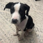 Un Labahoula au pelage bicolore, assis sur un tapis et regardant vers la caméra 