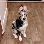 Un Labahoula au pelage tricolore, assis sur un plancher et portant un collier autour du cou