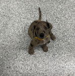 Un Labahoula au pelage bicolore, assis sur un tapis et portant un collier autour du cou 