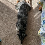 Un Labahoula au pelage tricolore, allongé sur un tapis et portant un collier autour du cou 