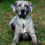 Un Labahoula au pelage bicolore, allongé sur une surface herbacée 