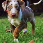 Un Labahoula au pelage tricolore, marchant sur une surface herbacée et regardant la caméra 