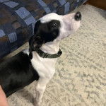 Un Labahoula au pelage bicolore, debout sur un tapis et portant un collier autour du cou 