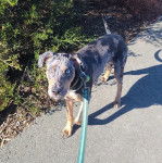 Un Labahoula au pelage bicolore, debout sur une surface bétonnée et qui est tenu en laisse