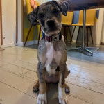 Un Labahoula au pelage bicolore, assis sur un plancher et portant un collier autour du cou 