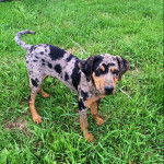 Un Labahoula au pelage tricolore, debout sur ses quatre pattes sur un terrain herbeux et portant un collier autour du cou