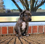 Un Labahoula au pelage bicolore, assis, et portant un collier autour du cou 
